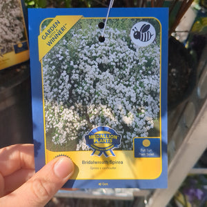 Bridalwreath Spirea