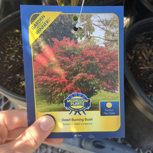 Dwarf Burning Bush