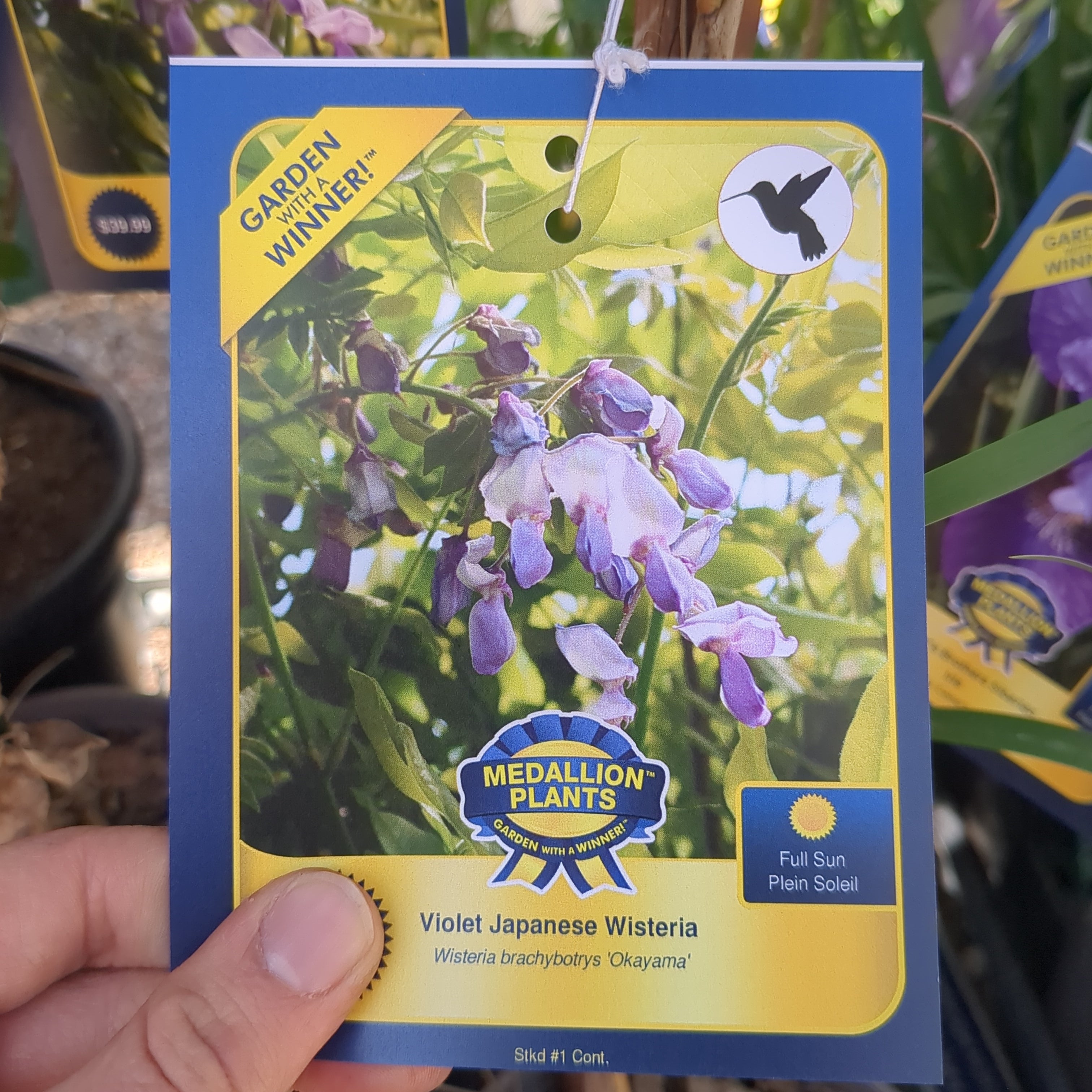 Violet Japanese Wisteria