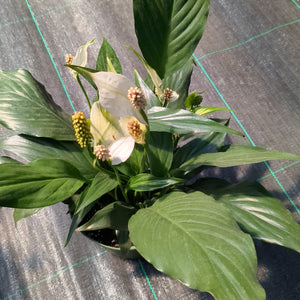 6" Spathiphyllum (Peace Lily)