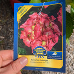 Load image into Gallery viewer, Aurora Red Hydrangea
