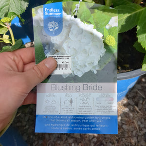 Blushing Bride Hydrangea