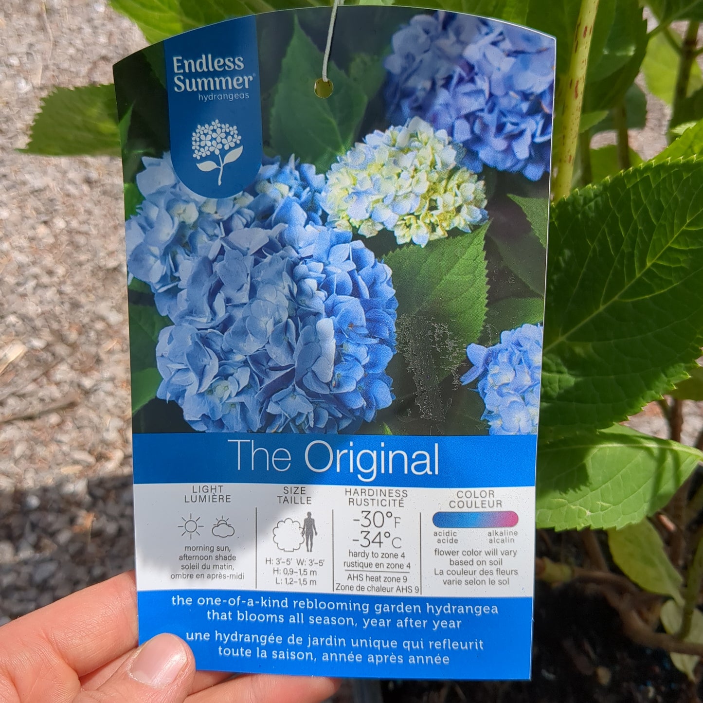 The Original Hydrangea