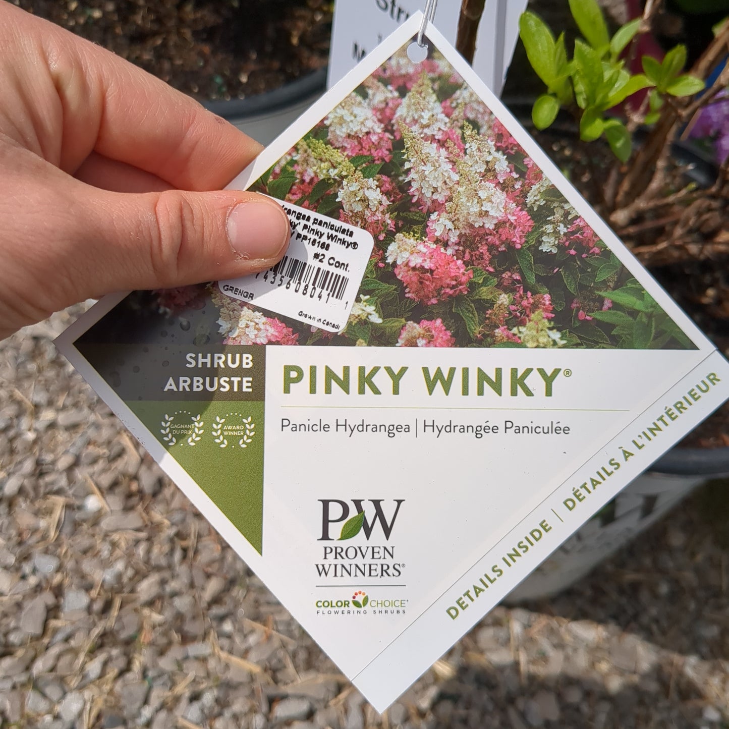Pinky Winky Hydrangea