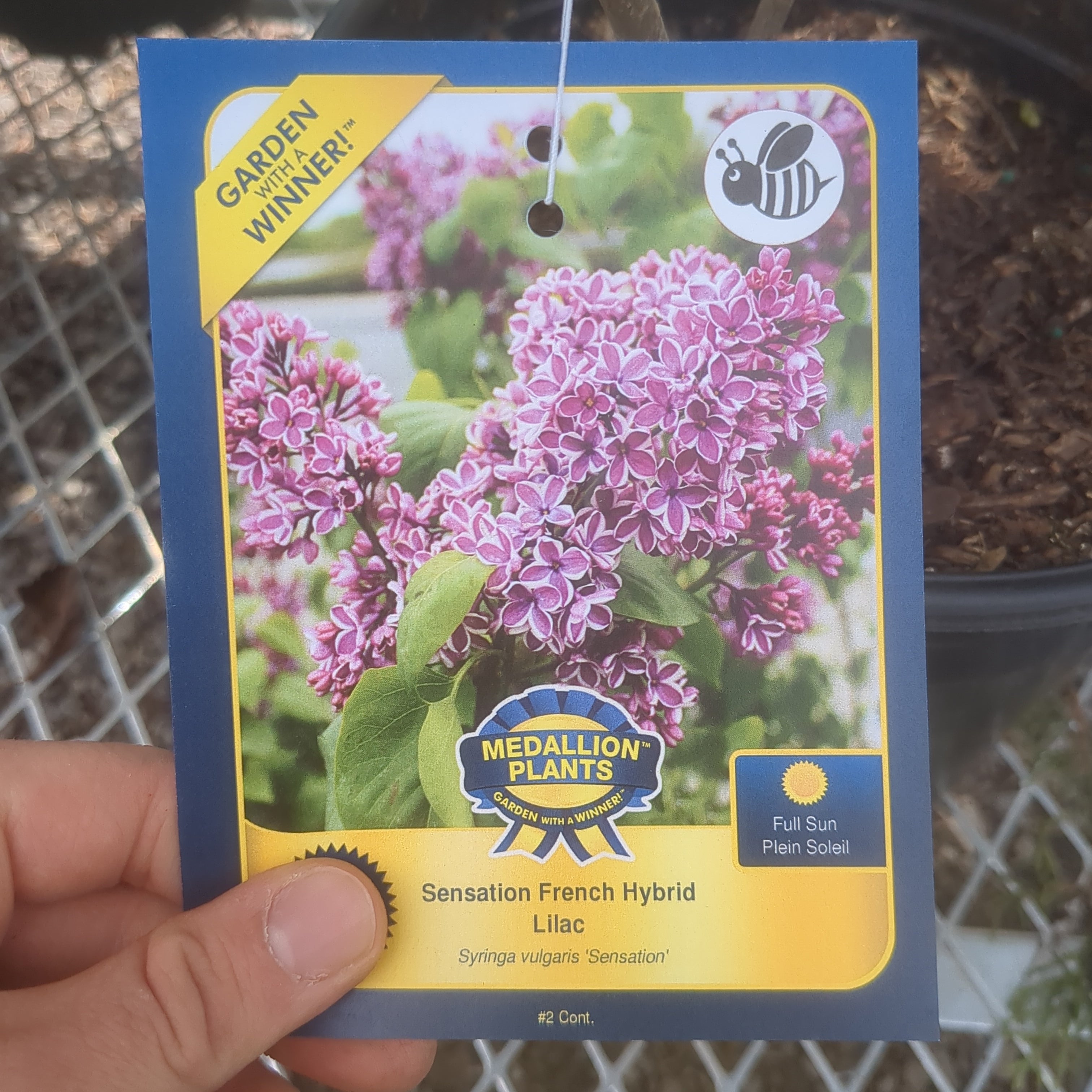 Sensation French Hybrid Lilac