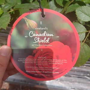 Rose - Canadian Shield