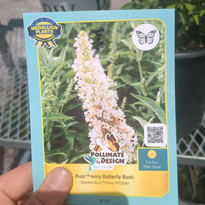 Buzz Ivory Butterfly Bush