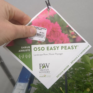 Rose - OSO Easy Peasy