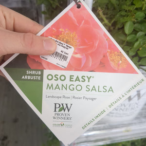 Rose - OSO Easy Mango Salsa