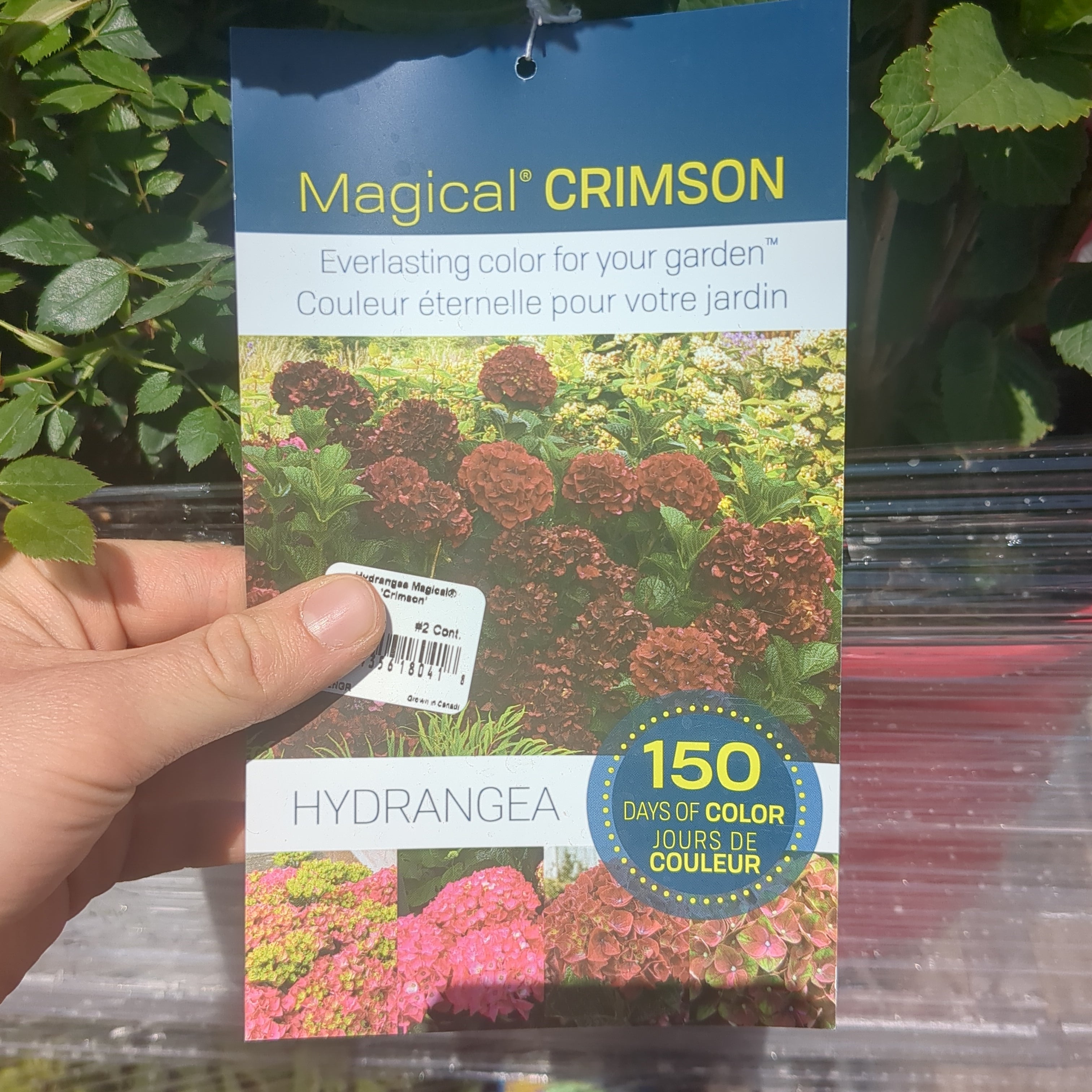 Magical Crimson Hydrangea