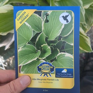 Hostas - 1 Gallon