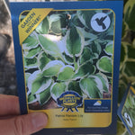 Load image into Gallery viewer, Hostas - 1 Gallon
