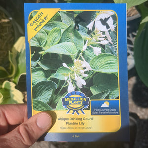 Hostas - 1 Gallon