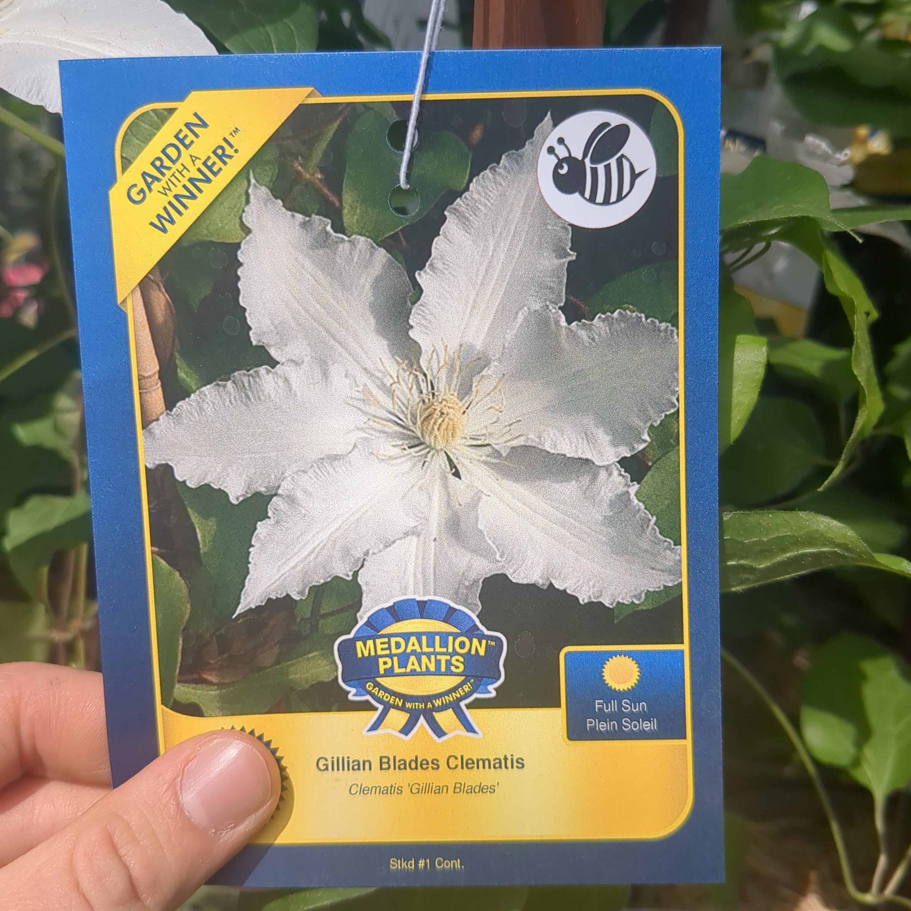 Gillian Blades Clematis