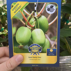 Issai Hardy Kiwi