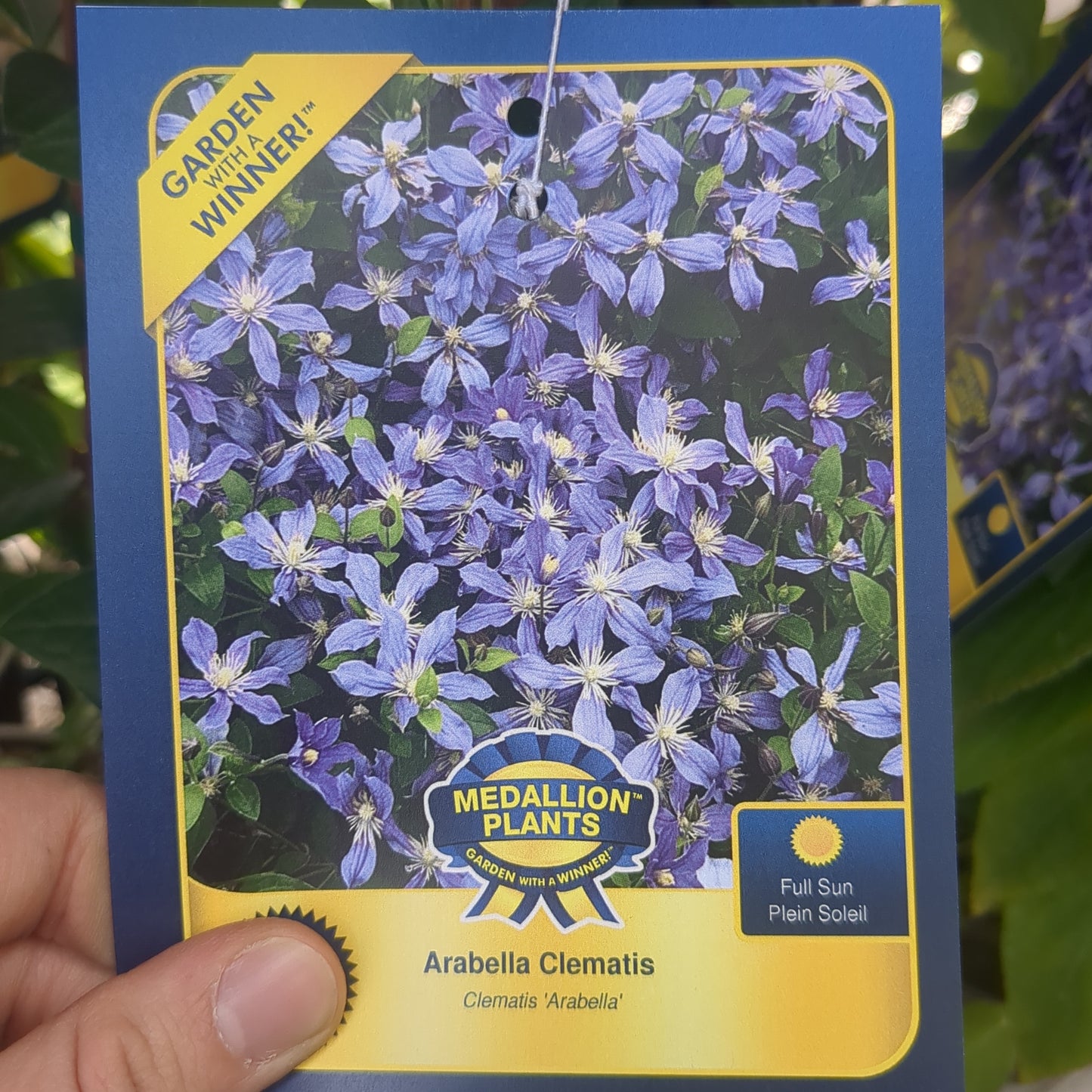 Arabella Clematis