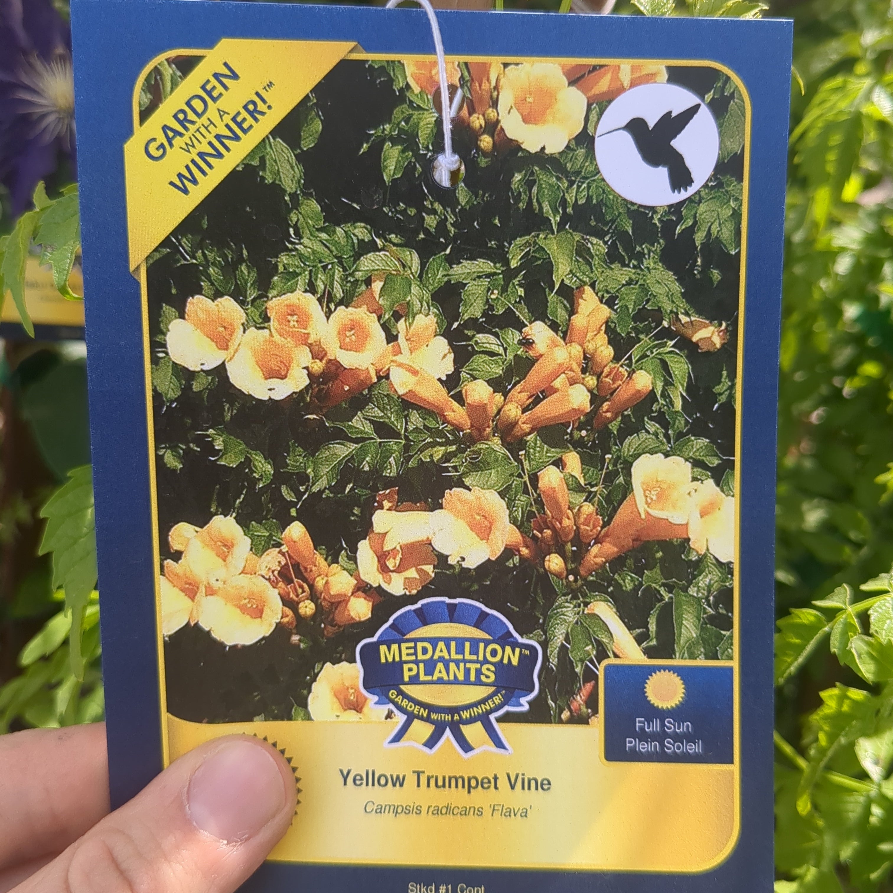 Yellow Trumpet Vine