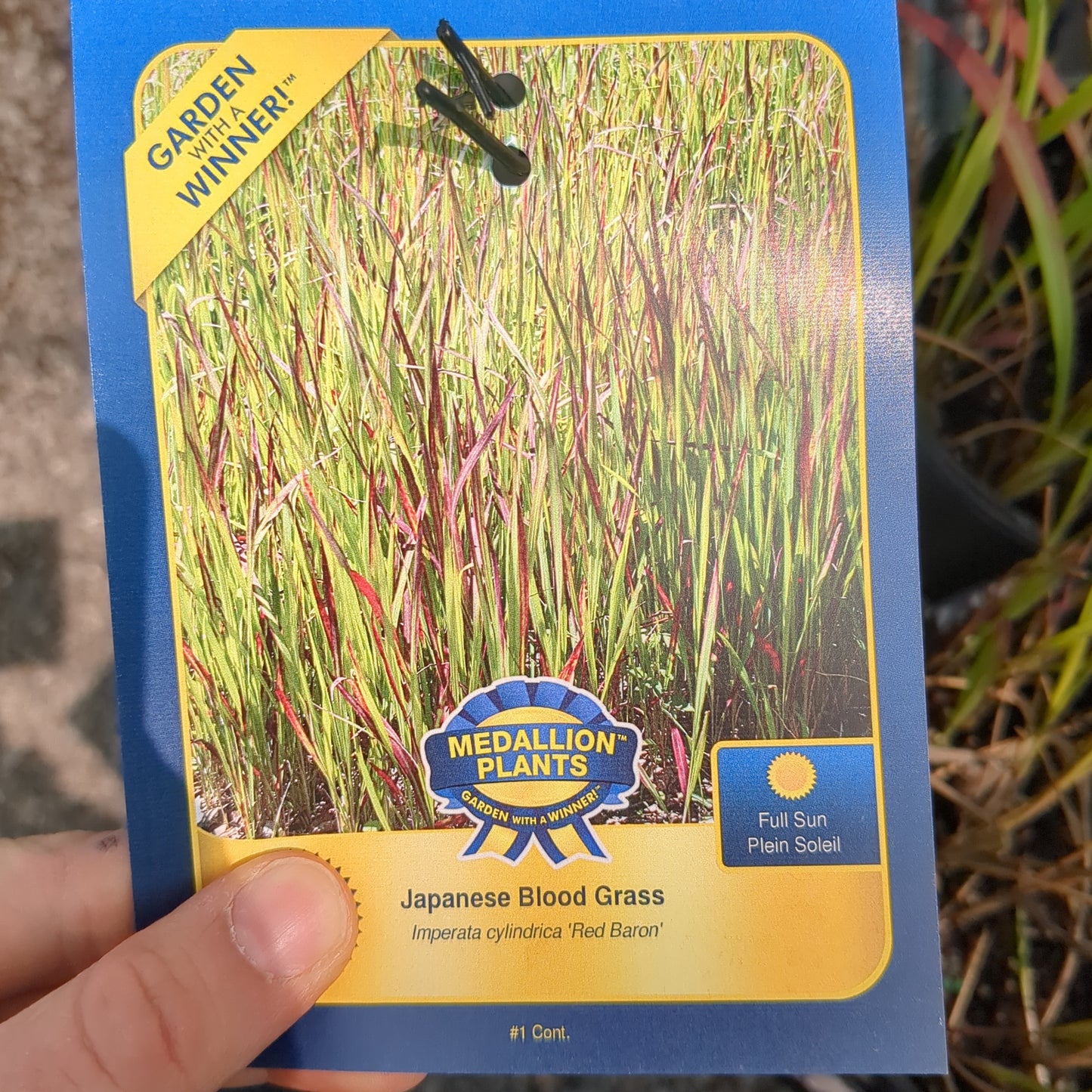 Japanese Blood Grass
