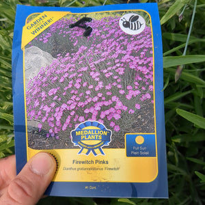 Pinks (Dianthus) - 1 Gallon