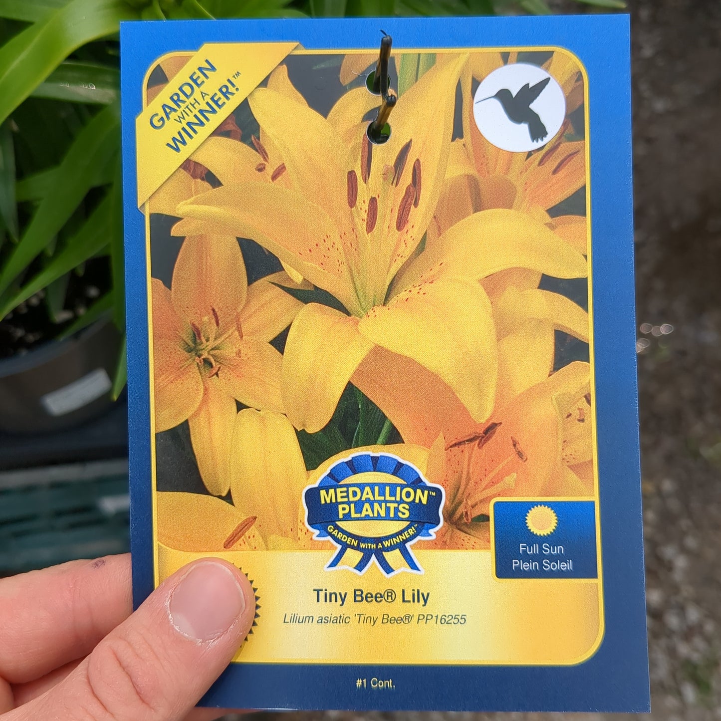 Tiny Bee Lily - 1 Gallon