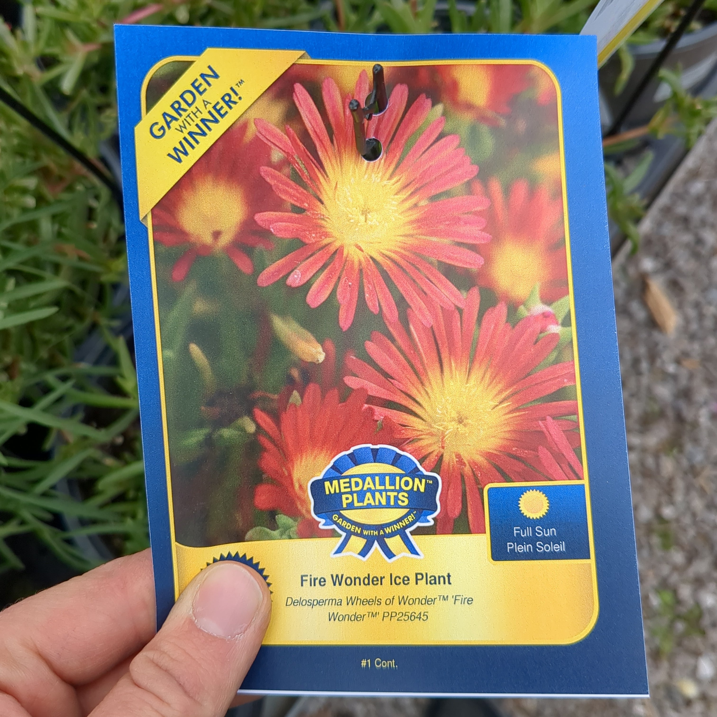 Ice Plant - 1 Gallon