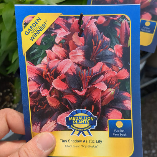 Tiny Shadow Asiatic Lily - 1 Gallon