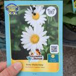 Load image into Gallery viewer, Shasta Daisy - 1 Gallon
