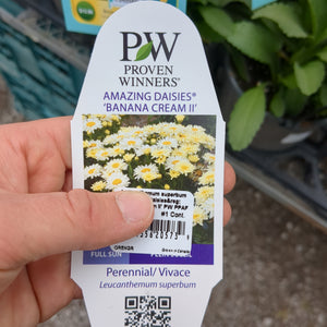 Shasta Daisy - 1 Gallon