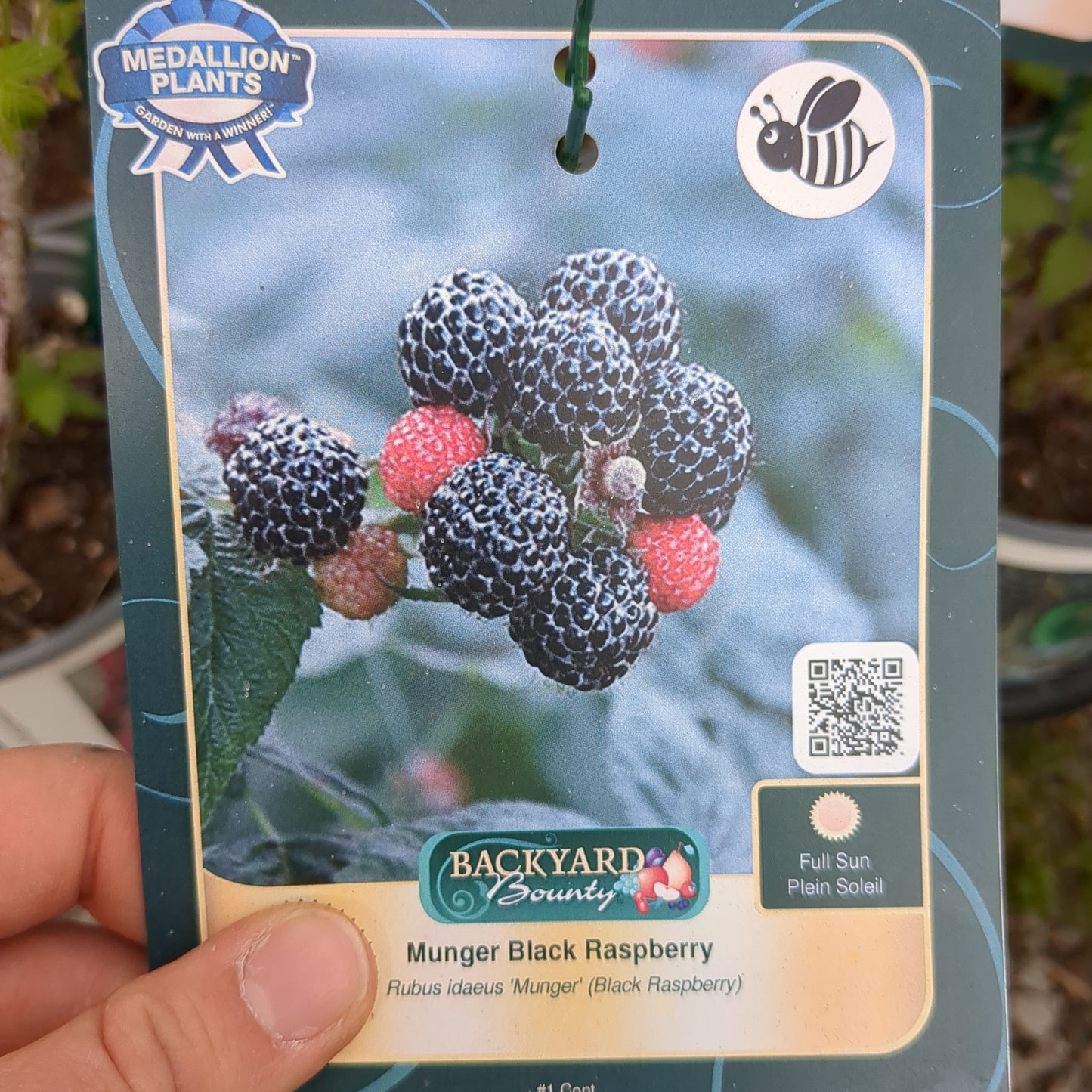 Munger Black Raspberry