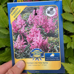Load image into Gallery viewer, False Spirea - 2 Gallon
