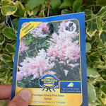 Load image into Gallery viewer, False Spirea - 2 Gallon
