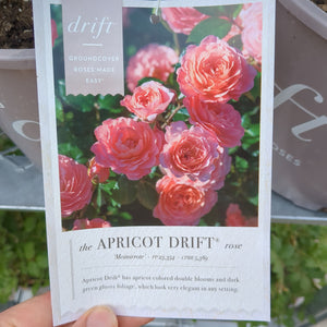 Apricot Drift Rose