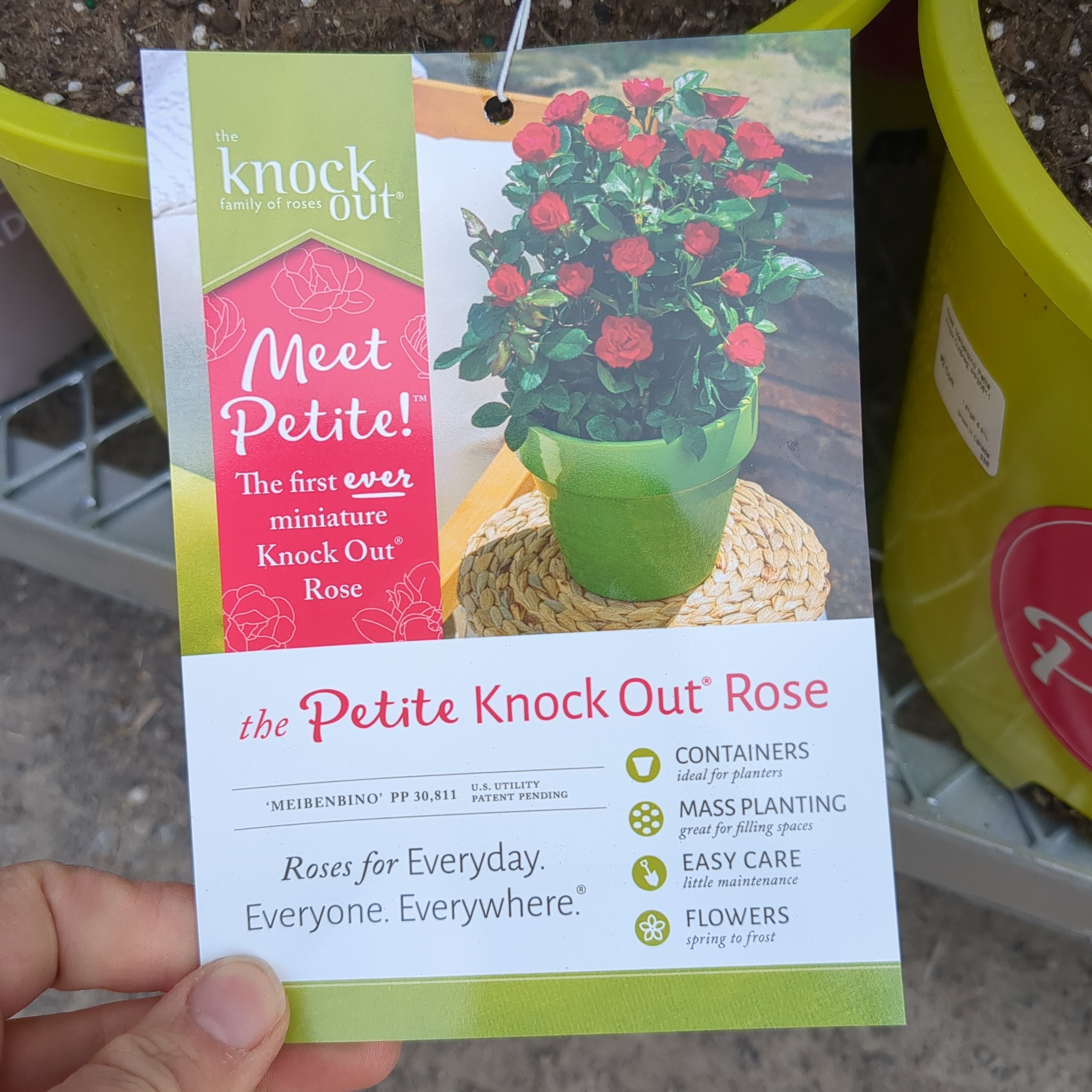 Petite Knock Out Rose
