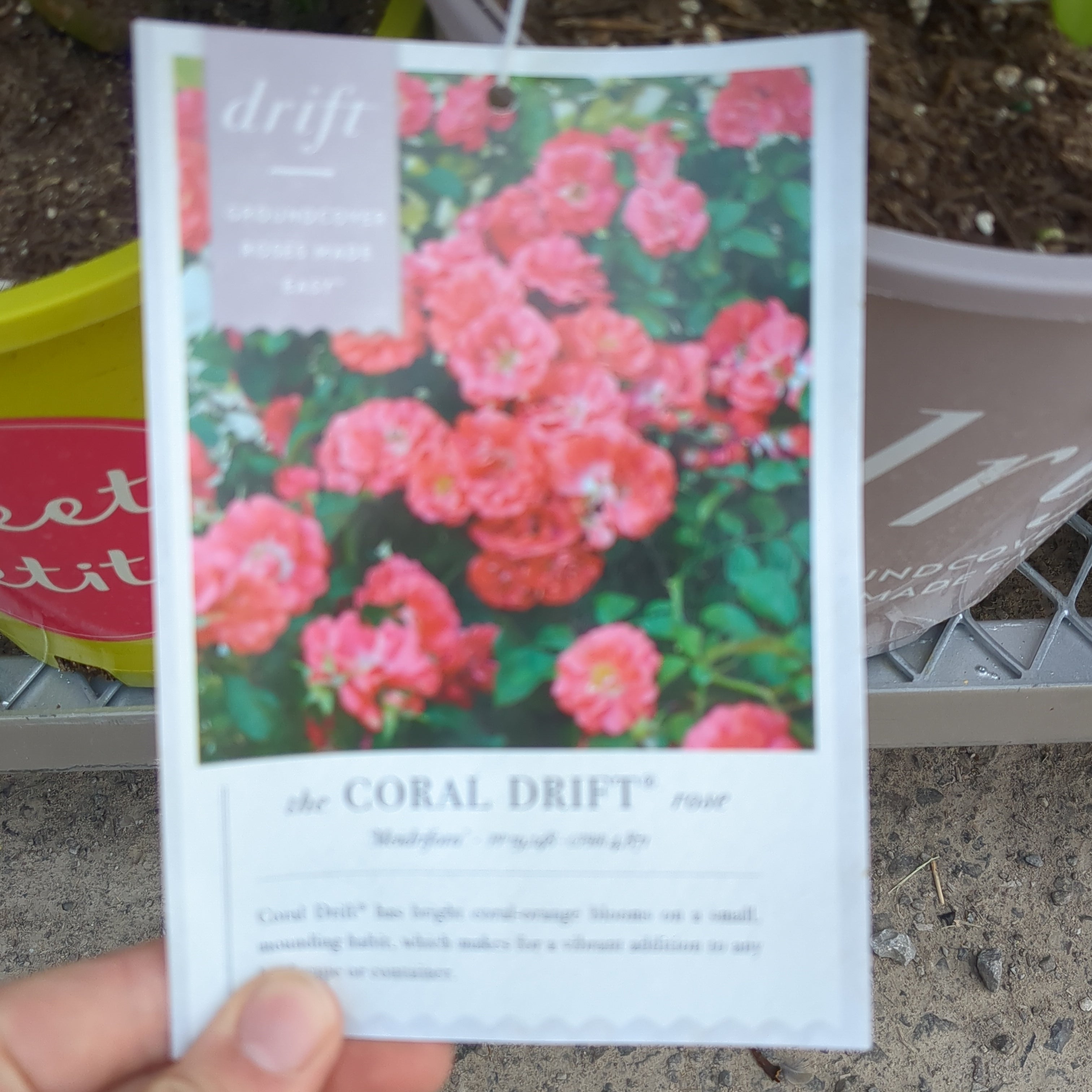 Coral Drift Rose