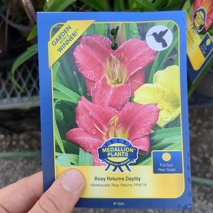 Daylilies - 1 Gallon