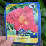 Load image into Gallery viewer, Daylilies - 1 Gallon
