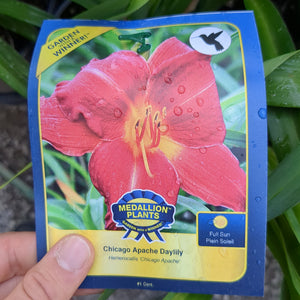 Daylilies - 1 Gallon