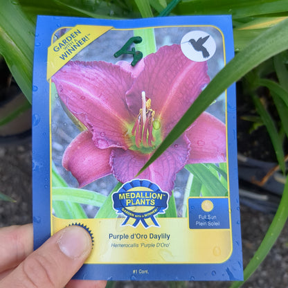 Daylilies - 1 Gallon