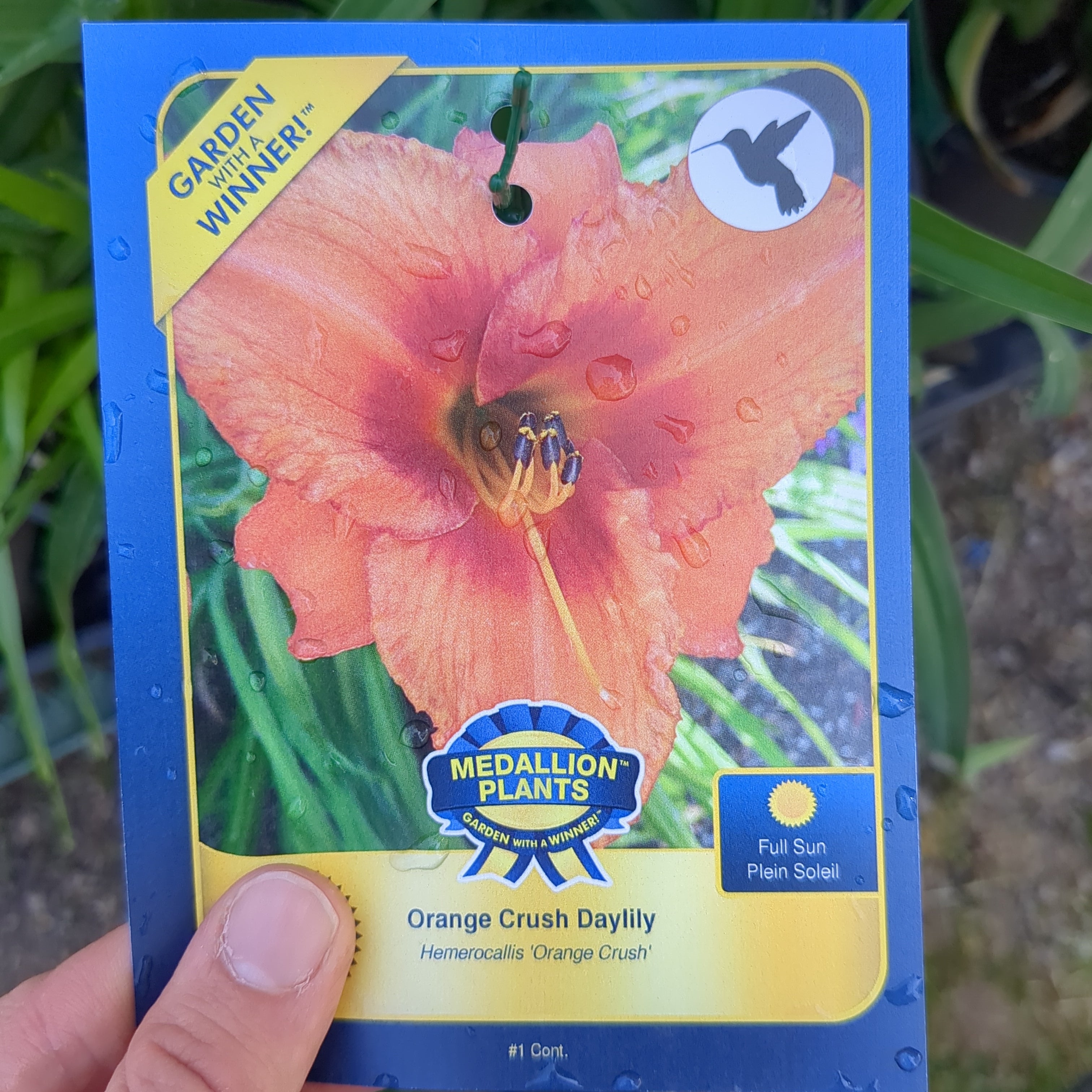 Daylilies - 1 Gallon