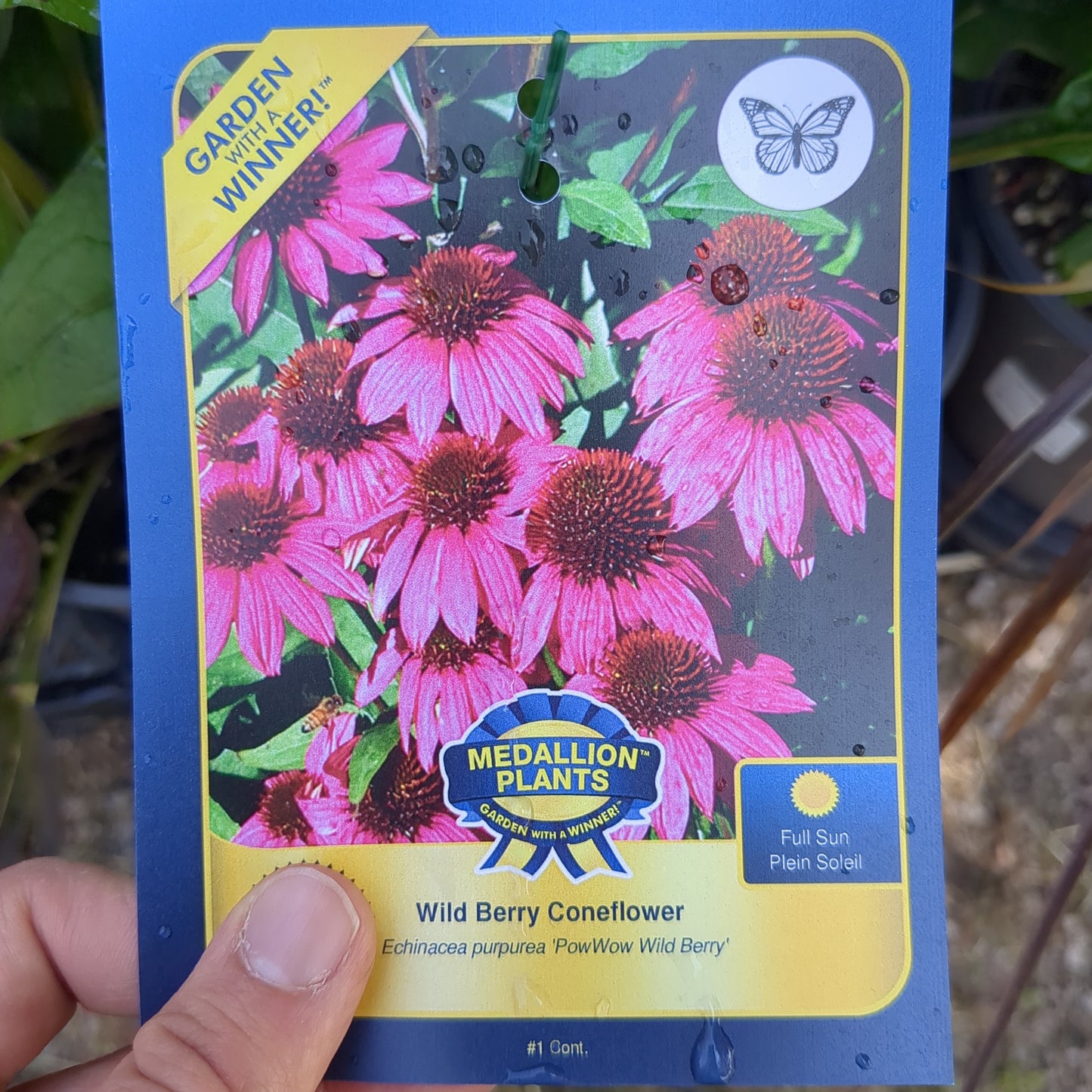 Wild Berry Coneflower