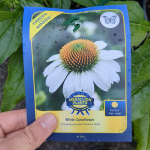 White Coneflower