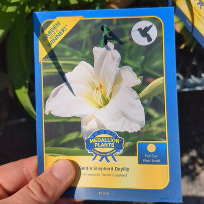 Daylilies - 1 Gallon