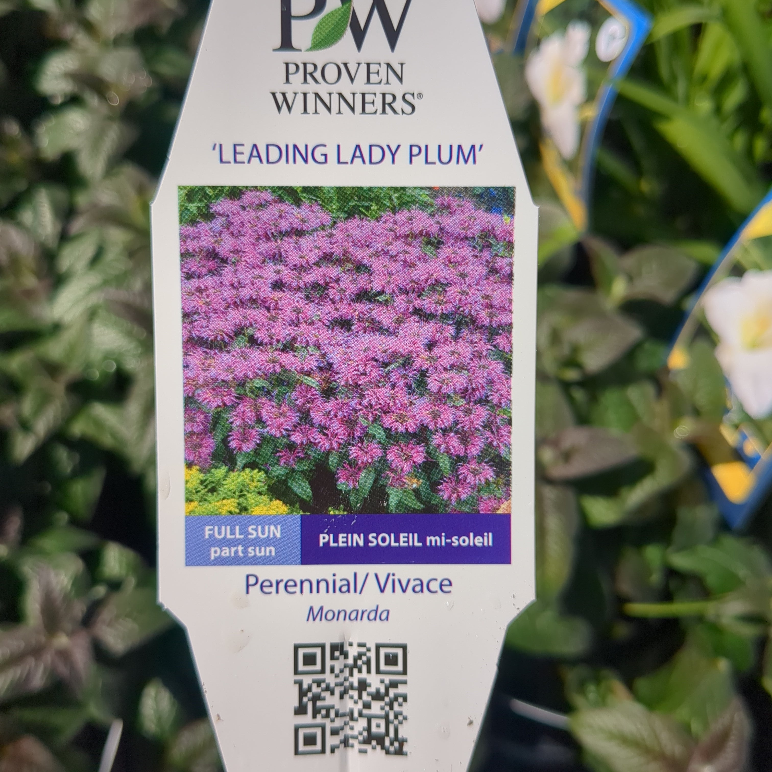 Bee Balm - 1 Gallon