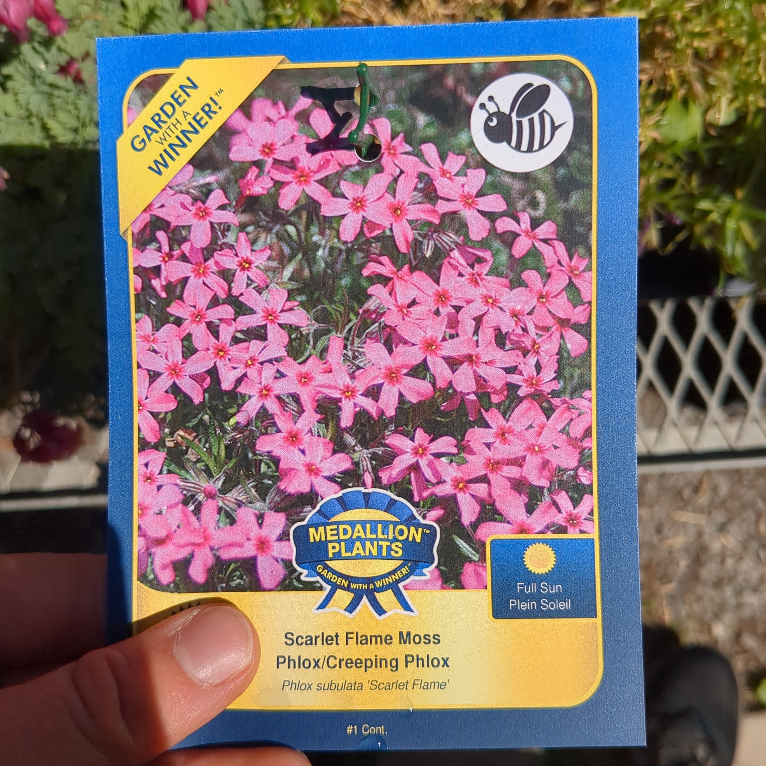 Moss Phlox - 1 Gallon
