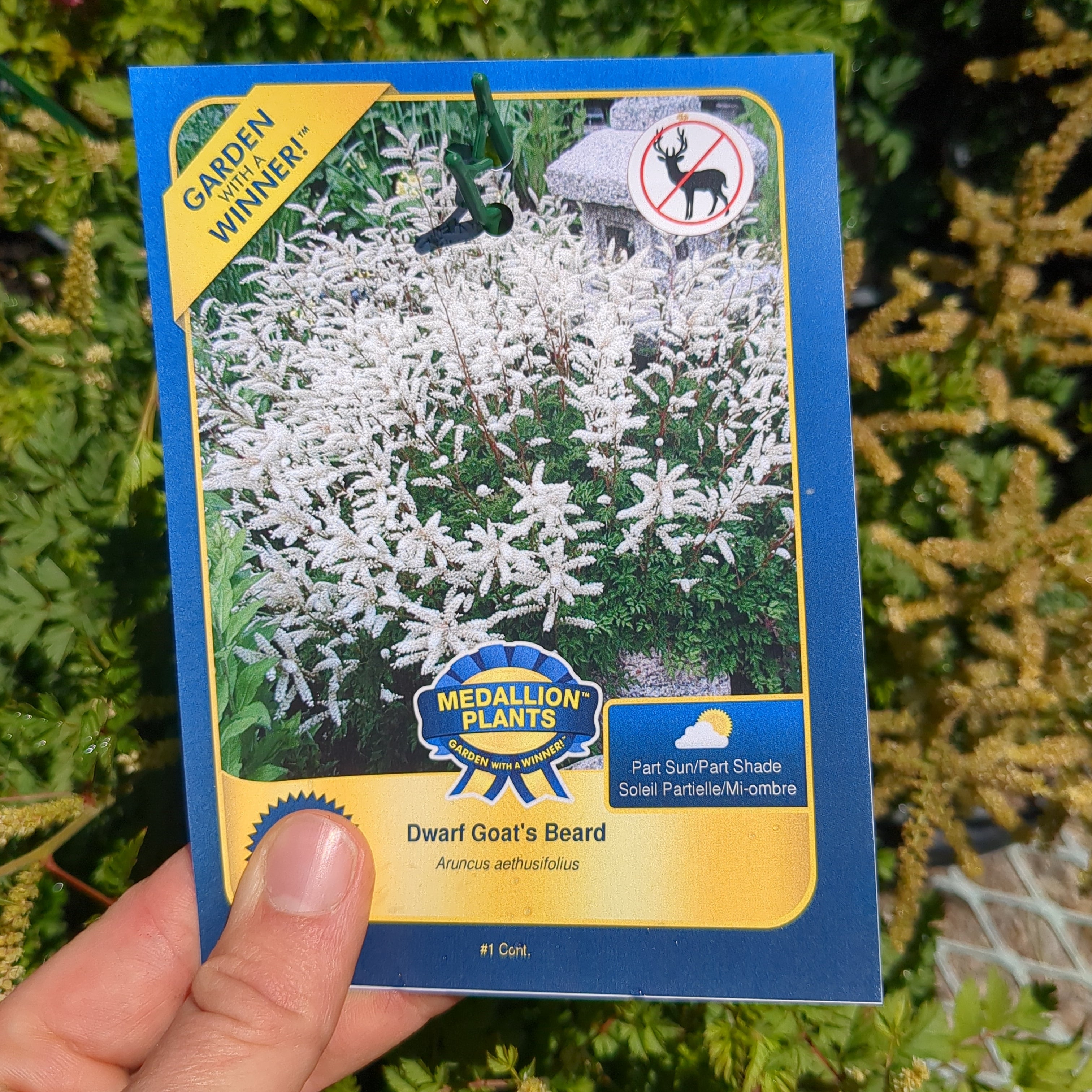 Dwarf Goat's Beard - 1 Gallon