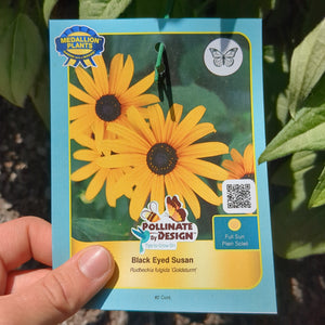 Black Eyed Susan - 2 Gallon