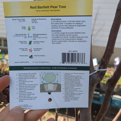 Red Bartlett Pear Tree