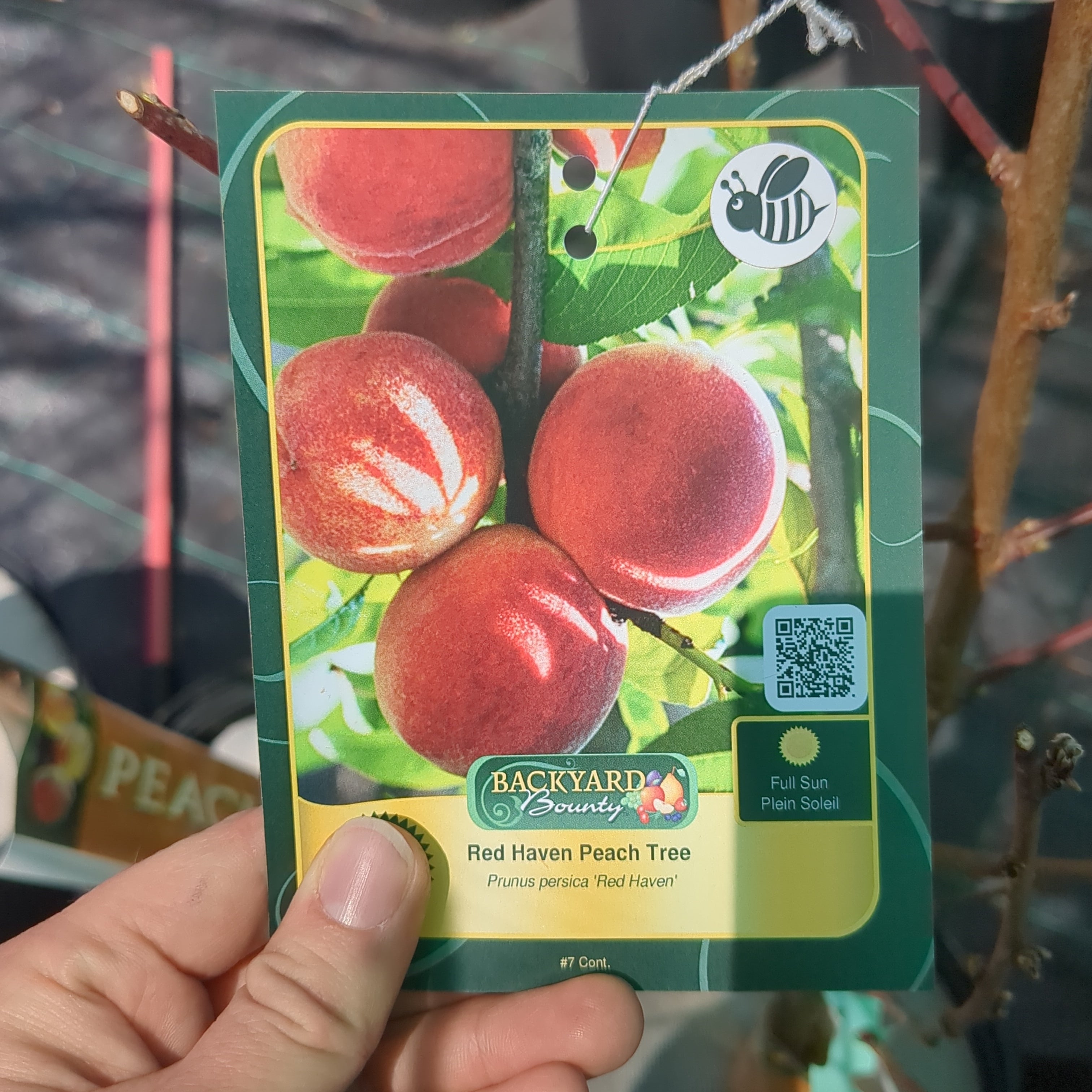 Red Haven Peach Tree
