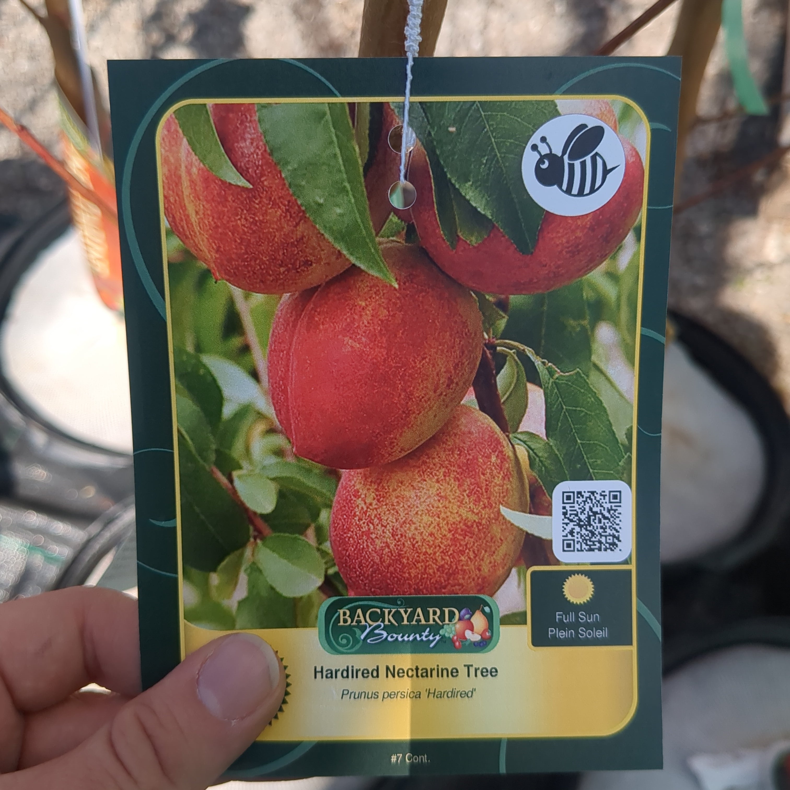 Hardired Nectarine Tree – Niagara Fresh Market