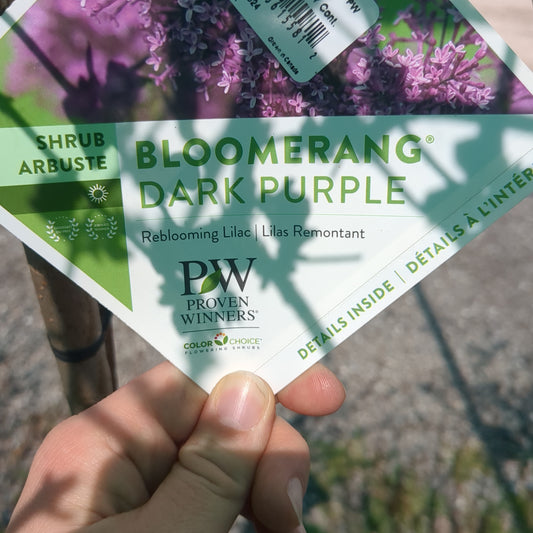 Boomerang Dark Purple Reblooming Lilac